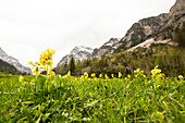 Cowslip in a meadow in Spring, Falzthurn valley, Karwendel mountains, Pertisau, Tirol, Austria