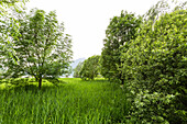 Schilf und Bäume in Idrosee-Mündung, Baitoni, Trentino, Italien
