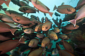 Schwarm Graue Doktorfische, Acanthurus mata, Triton Bay, West Papua, Indonesien