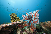 Featherstar in Coral Reef, Triton Bay, West Papua, Indonesia