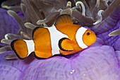 Orange-Ringel-Anemonenfisch, Amphiprion ocellaris, Triton Bay, West Papua, Indonesien
