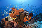 Colony of various Sponges, Kai Islands, Moluccas, Indonesia