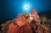 Korallenriff mit Tonnenschwamm, Xestospongia testudinaria, Kai Inseln, Molukken, Indonesien
