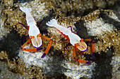 Pair of Emperor Shrimp, Periclimenes imperator, Ambon, Moluccas, Indonesia
