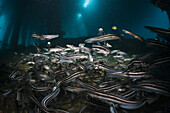 Streifen-Korallenwelse unter BootsSteg, Mole, Pier, anlegesteg, Plotosus lineatus, Ambon, Molukken, Indonesien