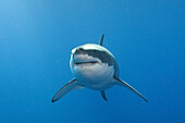 Grosser Weisser Hai, Carcharodon carcharias, Neptune Islands, Australien