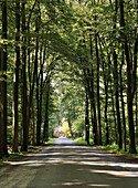 Avenue of beech trees leading to Surenburg castle , Hoerstel-Riesenbeck , Muensterland , North Rhine-Westphalia , Germany , Europe