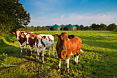 Kühe vor einer Biogasanlage, Schleswig-Holstein, Deutschland