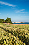 Getreidefeld an der Steilküste, Blick vom Brodtener Ufer auf Niendorf, Lübecker Bucht, Ostsee, Schleswig-Holstein, Deutschland