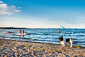 Mops am Strand, Scharbeutz, Lübecker Bucht, Ostsee, Schleswig-Holstein, Deutschland