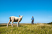 Cyclist and sheep on a dike, Westermarkelsdorf, Fehmarn island, Baltic Coast, Schleswig-Holstein, Germany