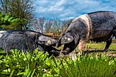 Historic pig breed, Ekenis, Schlei Fjord, Baltic Coast, Schleswig-Holstein, Germany