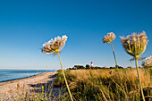 Leuchtturm Falshöft, Angeln, Ostsee, Schleswig-Flensburg, Schleswig-Holstein, Deutschland