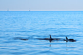 Zwei Delphine (Große Tümmler, Tursiops truncatus), dahinter zwei Segelschiffe, Mallorca, Balearen, Spanien, Europa