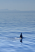 Ein Delphin (Großer Tümmler, Tursiops truncatus) taucht auf und atmet durch sein Blasloch aus, Mallorca, Balearen, Spanien, Europa