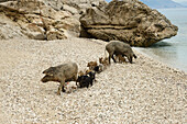 Wildschweine, (Sus Scrofa, Suidae) mit Ferkeln am Kies-Strand der Bucht Cala Sisine, Selvaggio Blu, Sardinien, Italien, Europa