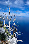 Wacholderbaum oberhalb des Meeres an der gebirgigen Küste, Golfo di Orosei, Selvaggio Blu, Sardinien, Italien, Europa