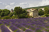 Lavendelfeld, Lavendel, lat. Lavendula angustifolia, Ferrassiers, Dorf b. Montbrun-les-Bains, Drome, Provence, Frankreich, Europa