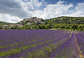 lavender field, lavender, lat. Lavendula angustifolia, Simiane-la-Rotonde, village, Alpes-de-Haute-Provence, Provence, France, Europe
