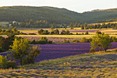 Lavendelfelder, Lavendel, lat. Lavendula angustifolia, Bäume, b. Sault, Vaucluse, Provence, Frankreich, Europa