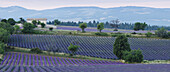 Lavendelfelder, Lavendel, lat. Lavendula angustifolia, Landhaus, b. Sault, Vaucluse, Provence, Frankreich, Europa