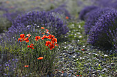 Mohnblumen in einem Lavendelfeld, Mohnblüte, Lavendel, b. Sault, Vaucluse, Provence, Frankreich, Europa