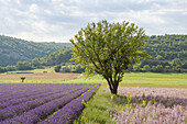 Feld mit Bienenfreund und Lavendelfeld, Lavendel, lat. Lavendula angustifolia, Baum, Landhaus, bei Banon, Alpes-de-Haute-Provence, Provence, Frankreich, Europe