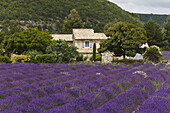 lavender field, lavender, lat. Lavendula angustifolia, cottage, near Banon, Alpes-de-Haute-Provence, Provence, France, Europe