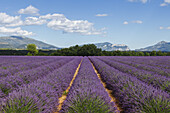 Lavendelfeld, Lavendel, lat. Lavendula angustifolia, Hochebene von Valensole, Plateau de Valensole, b. Valensole, Alpes-de-Haute-Provence, Provence, Frankreich, Europa