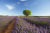 Lavendelfeld, Lavendel, lat. Lavendula angustifolia, Baum, Hochebene von Valensole, Plateau de Valensole, b. Valensole, Alpes-de-Haute-Provence, Provence, Frankreich, Europa
