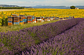 beehives near a sunflower field, sunflowers, lavender field, lavender, lat. Lavendula angustifolia, high plateau of Valensole, Plateau de Valensole, near Valensole, Alpes-de-Haute-Provence, Provence, France, Europe