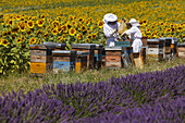 Imker arbeiten an Bienenstöcken zwischen einem Sonnenblumenfeld und einem Lavendelfeld, Wabe mit Bienen, Hochebene von Valensole, Plateau de Valensole, b. Valensole, Alpes-de-Haute-Provence, Provence, Frankreich, Europa