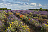 lavender field, lavender, lat. Lavendula angustifolia, poppies, poppy blossom, high plateau of Valensole, Plateau de Valensole, near Valensole, Alpes-de-Haute-Provence, Provence, France, Europe