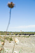 Gardians und Stiere auf der Manade, bei Aigues-Mortes, Camargue, Gard, Languedoc-Roussillon, Frankreich