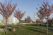 East Side Park mit einem bemalten Abschnitt der Berliner Mauer, Kirschblüten im Vordergrund, im Hintergrund Neubauten Mercedes, Living Levels Hochhaus, Friedrichshain, Berlin, Deutschland