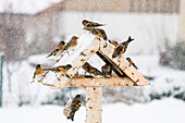 Bramblings at bird-feeder in garden in winter, Fringilla montifringilla, Germany