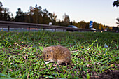 mouse at the highway