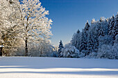 Bäume in Winterlandschaft, Oberbayern, Deutschland