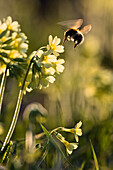 Primeroses, Cowslips, Primula elatior, Bumble Bee, Upper Bavaria, Germany