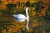Mute Swan on lake in autumn, Cygnus olor, Bavaria, Germany