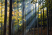 Waldimpression Herbstfärbung, Oberbayern, Deutschland