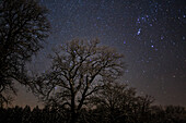 oaktree with starry sky, Upper Bavaria, Germany
