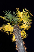 Palme  im Flutlicht, Nacht