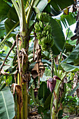 bananas, Musa spec., Peru