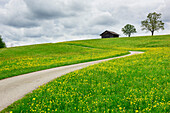 Weg führt durch Blumenwiese zu Stadel, Allgäu, Schwaben, Bayern, Deutschland