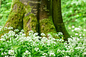 Wild garlic in blossom in forest, Allium ursinum, Upper Bavaria, Bavaria, Germany