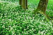 Blühender Bärlauch in Hochwald, Allium ursinum, Oberbayern, Bayern, Deutschland