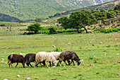 Flock of sheep, National Park of the Bay of Orosei and Gennargentu, Sardinia, Italy