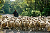 Shepherd with flock of sheep on road, Sardinia, Italy