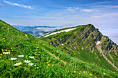 Blumenwiese am Rindalphorn, Nagelfluhkette, Allgäuer Alpen, Allgäu, Schwaben, Bayern, Deutschland